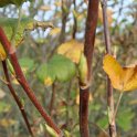 Ribes sanguineum rameau P26